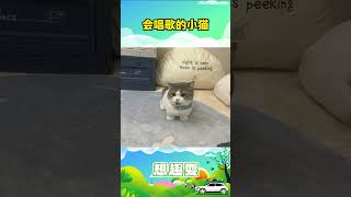 会唱歌的小猫