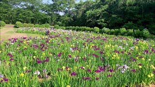 2020/06/05　池田池公園　花菖蒲園　見頃です！　～愛媛県新居浜市～