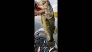 Frogin and a Ploppin Some Big OL Bass