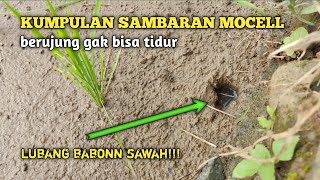 KUMPULAN SAMBARAN GANAS BELUT SAWAH BERUJUNG FULL MOCELL #BOLANGNGAPAK