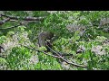 【4k】ゴイサギ　～集団で営巣～　20200524　bird　野鳥