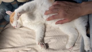 【三毛猫】お腹を差し出して甘える猫（2023年4月1日）