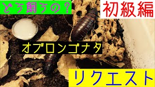 【飼育方法】マダガスカルオオゴキブリ オブロンゴナタ 【初級編】