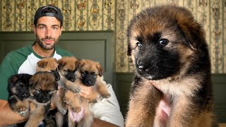 Meet My 9 Rescue German Shepherd Puppies!