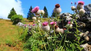 Go Nutra Milk Thistle Powder. Extract Strength 5:1 . Silybum Marianum