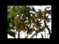 5,000 orchids on display at show in Bronix Botanical Gardens