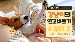 [보호자 안내영상] 🐶우리집 강냥이 연고바르는 법😽