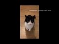 Funny Cats And Dogs Videos 😁 - BEST Funny Animal Videos 2024 🥰#3