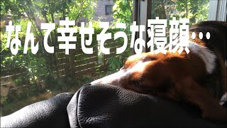 バセットハウンドはこうして夏バテを回避してた