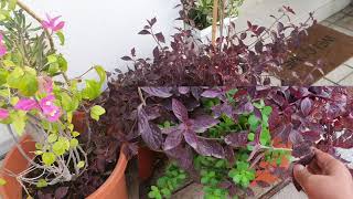 How To Grow And Care Loropetalum Plant / Hedge Plant / Border Plant / Lalsa / Lal Badsha Cutting