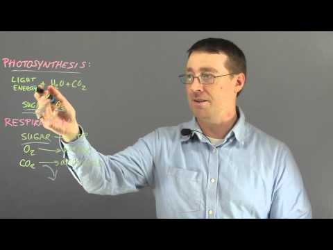 What are the starting products in photosynthesis?