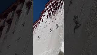 White Wash For Potala Palace, Tibet | རྩེ་ཕོ་བྲང་ལ་སྐུ་དཀར་གསོལ་བ། #travel #tibet #song2018 #lhasa