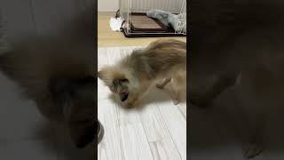 ドッグフード頭に乗せたら探してた😂 #dog #pomeranian #ポメラニアン #子犬 #犬 #犬のいる暮らし