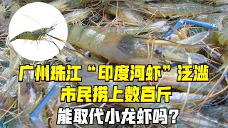 廣州珠江“印度河蝦”泛濫，市民撈上數百斤，能取代小龍蝦嗎？