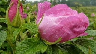 Weerbericht dinsdagmiddag:Vaak wolken