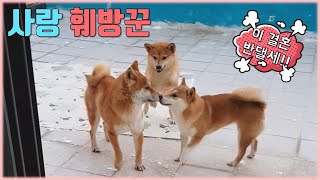 2-01 시바 난 이 결혼 반댈세!