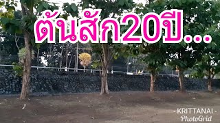 ต้นสักปลูกเป็นรั้ว20ปี ต้นใหญ่แค่ไหน?