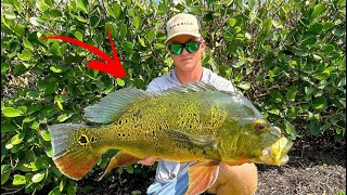 The Best Baits To Catch Peacock Bass!