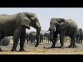 Elephants Up Close Gentle African Giants  Full Widlife Documentary