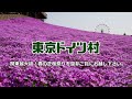 東京ドイツ村 2015春 芝桜まつり（千葉県袖ヶ浦市）