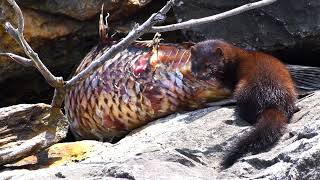 The  fearless American Mink eating a Very large carp .Nikon d7500. Wild Canada in 4K. 20.07.2023