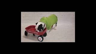 Baby Dogs - Cute and Funny Dog Video [Dogs \u0026 Puppies] Aww \u0026 Wow Animals Home Moments 150202 #shorts