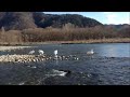 犀川白鳥湖のコハクチョウ 2013 12 15