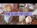 How To Care For a Pet Gerbil How To Care For a Pet Gerbil
