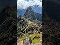 beautiful llama at breathtaking machu picchu machupicchu llama peru hermosa llama