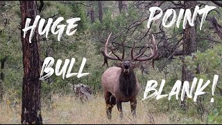 HUGE BULL ELK BUGLES IN OUR FACE!! | Called in DIY Bowhunting in New Mexico!