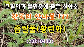 #한국의 산나물 188.좁쌀풀(황련화) 고혈압과 불면증에 좋은 산야초.