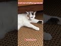 我が家のアイドル 三毛猫 の『にゃあ』の日常69 だらだらした休日の猫 そんなところも可愛いんだにゃ❤️ ねこ みけねこ 三毛猫