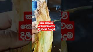 කහ වගාවේ කොළය පිච්චෙන දිලීරයට විසදුමක් |Ranketha #youtubeshorts