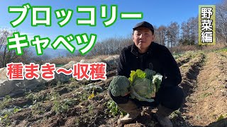 【野菜編】キャベツ・ブロッコリーの苗植え〜収穫までをご紹介します！