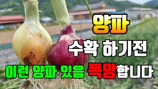 양파수확전 확인해 보세요? 이런 양파가 많으면 폭망 합니다.