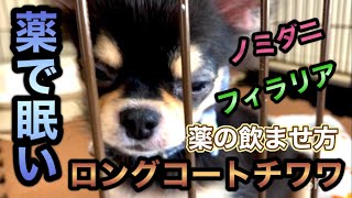 ロングコートチワワ ブラックタン／子犬の飼い方育て方／室内犬 初めて飼う／チワワ フィラリア／ノミダニ 犬／子犬 薬 飲ませ方／室内犬の部屋／ペット 大変なこと／可愛いチワワの映像【暴れん坊 大吉】