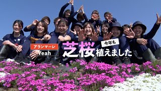 「芝桜 植えました」アランマーレYeah