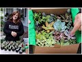 Succulent Unboxing! 🌵💚🌿// Garden Answer