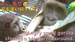 Angry small gorilla chases a big gorilla around for a long time lol.Gentaro running away is cute.