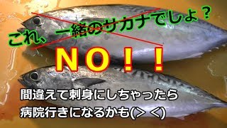 見た目はかなり似ているのに、味が違う魚たち