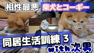 【アテレコ有】相性最悪な柴犬とコーギーの同居生活訓練【with次男】