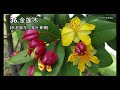 singapore flower name grand view 2021 1（chinese and english subtitles）新加坡花名大观2021 1（中英字幕）