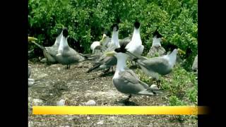 23年自力紀錄黑鳶生態 為老鷹白了頭