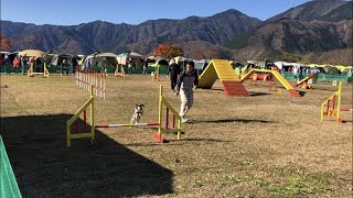 【Dog vlog Agility】JKCアジリティー競技会　神奈川メリーレッグスアジリティークラブ20201121