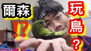 【爾森】 橫斑鸚鵡  小型鸚鵡  玩鳥 訓練穩定性