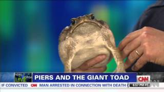 Piers Morgan - See One Of Biggest Toads In Captivity - 02/08/2013