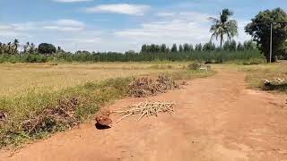 PER ACRE 16-LAKHS AREA 1.50/ACRES RED SOIL AGRIC LAND SALE THANJAVUR TO PUDUKOTTAI HIGHWAY CUT 3.5KM