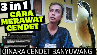 CARA MERAWAT CENDET || 3 PERTANYAAN SAYA JAWAB DISINI, Qinara Banyuwangi