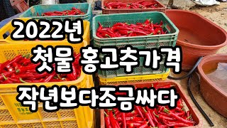 2022년 8월1일 안중읍 장날 홍고추 가격