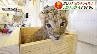 三つ子のライオンベビー誕生　好奇心旺盛で元気一杯(2020年9月9日)